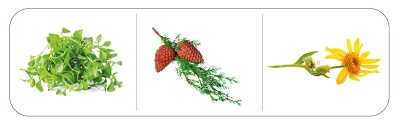 sampon-pro-kocky-foolee-beauty-easy-desheding-snadne--vycesavani-linani-ingredience2-400_optimized (1)